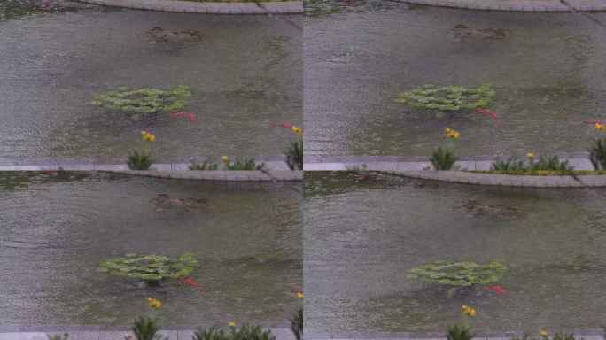 4k雨天的池塘莲叶锦鲤