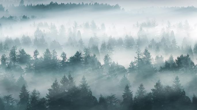 晨光迷雾森林