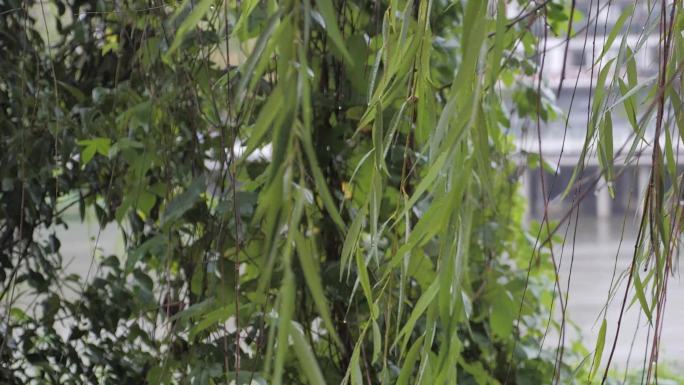 4k 雨天河边柳树 实拍