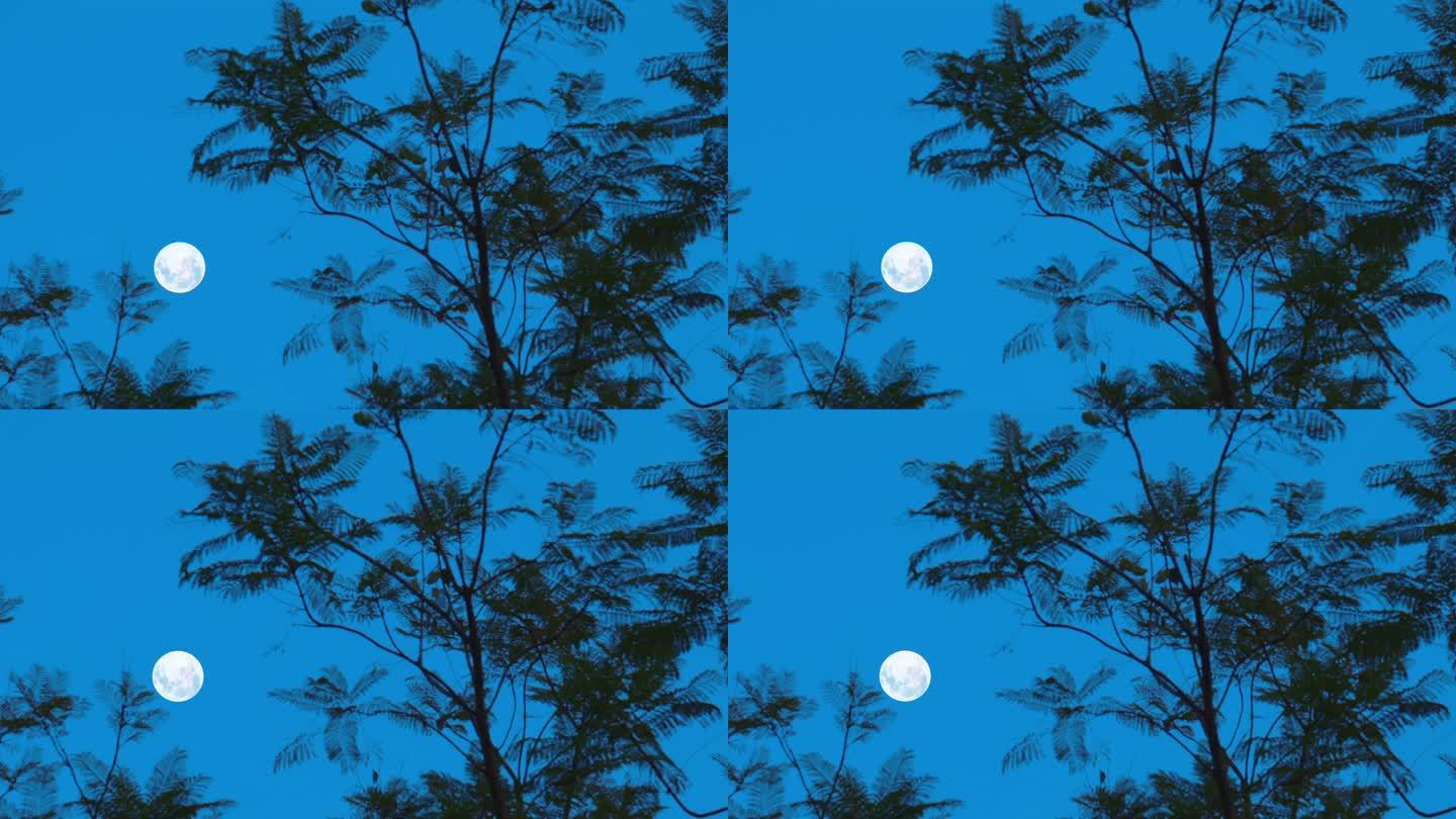 实拍唯美傍晚月亮与风中的树影4k视频素材