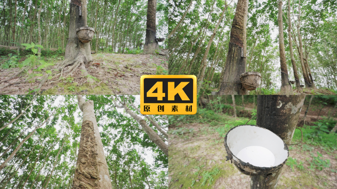 4K-橡胶林实拍，天然橡胶采集