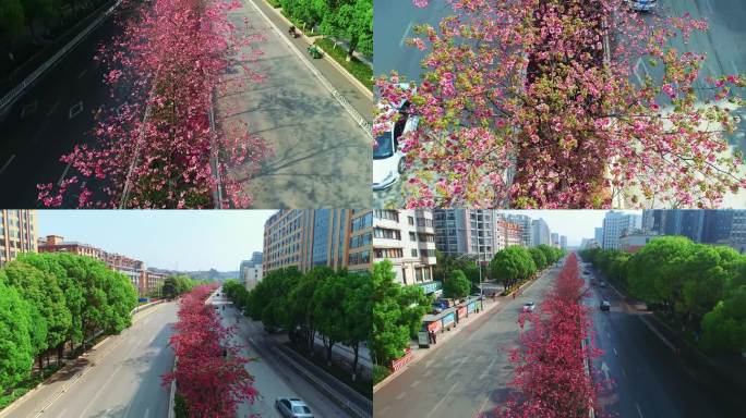 昆明樱花 冬樱花 樱花