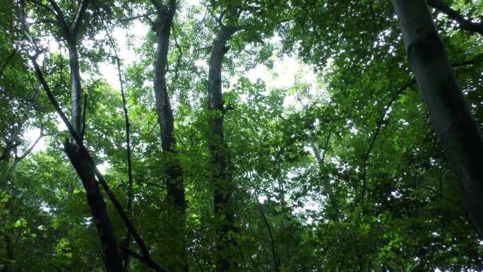 绿色树林光影