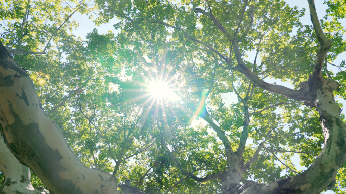 阳光光线透过梧桐树
