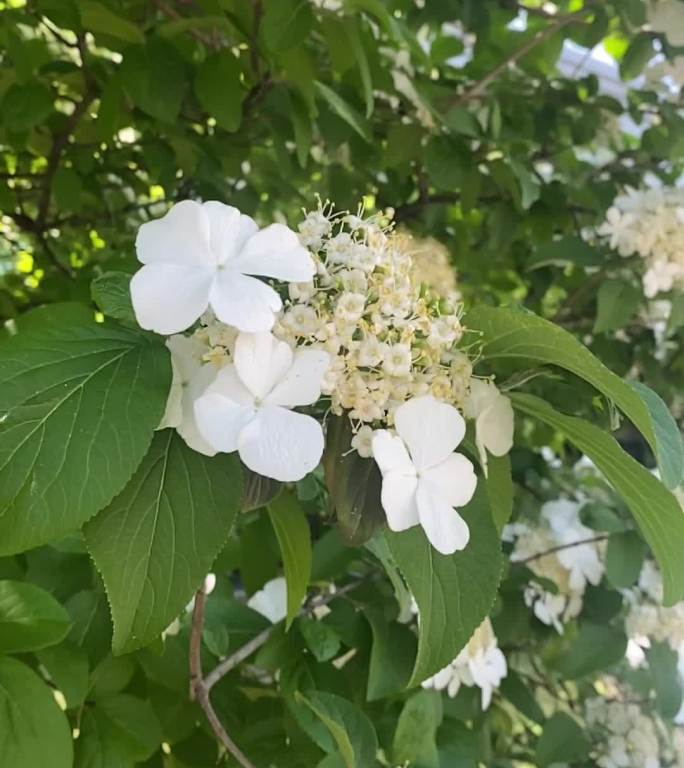 琼花 白花 小花 绿叶 春日