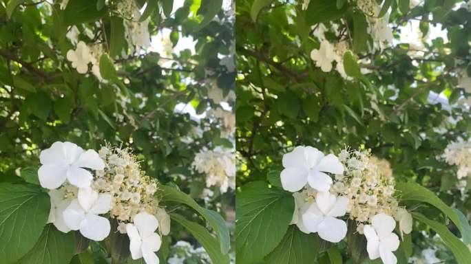 琼花 白花 小花 绿叶 春日