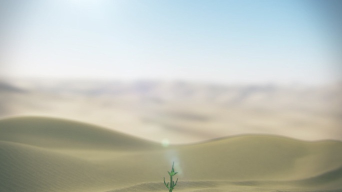 沙漠光甘草生长