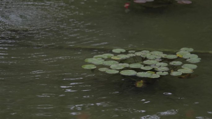 4k雨天的池塘莲叶