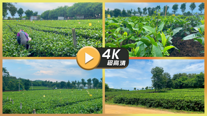 清远英德红茶茶田生态