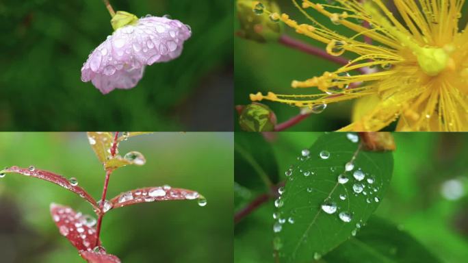 露珠水滴绿叶清新白露节气