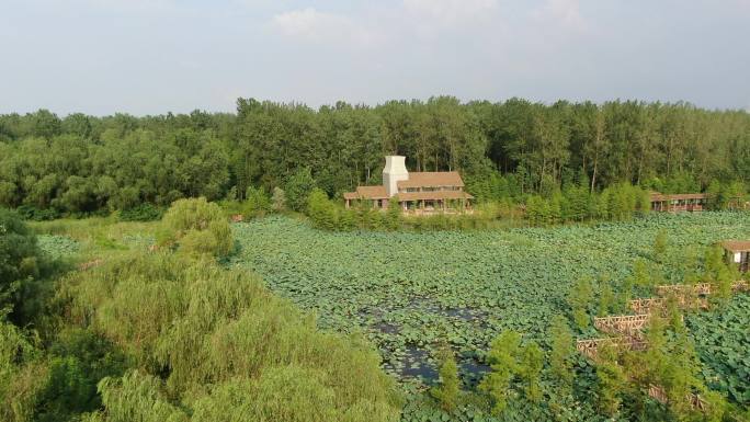 溱湖湿地公园荷花塘