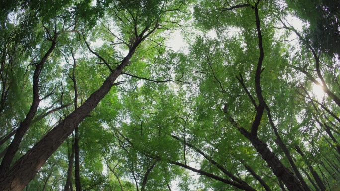 仰视原始森林大树丨4K丨原创实拍