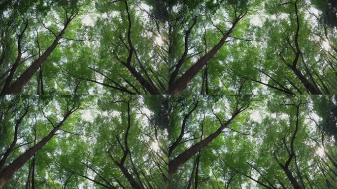仰视原始森林大树丨4K丨原创实拍