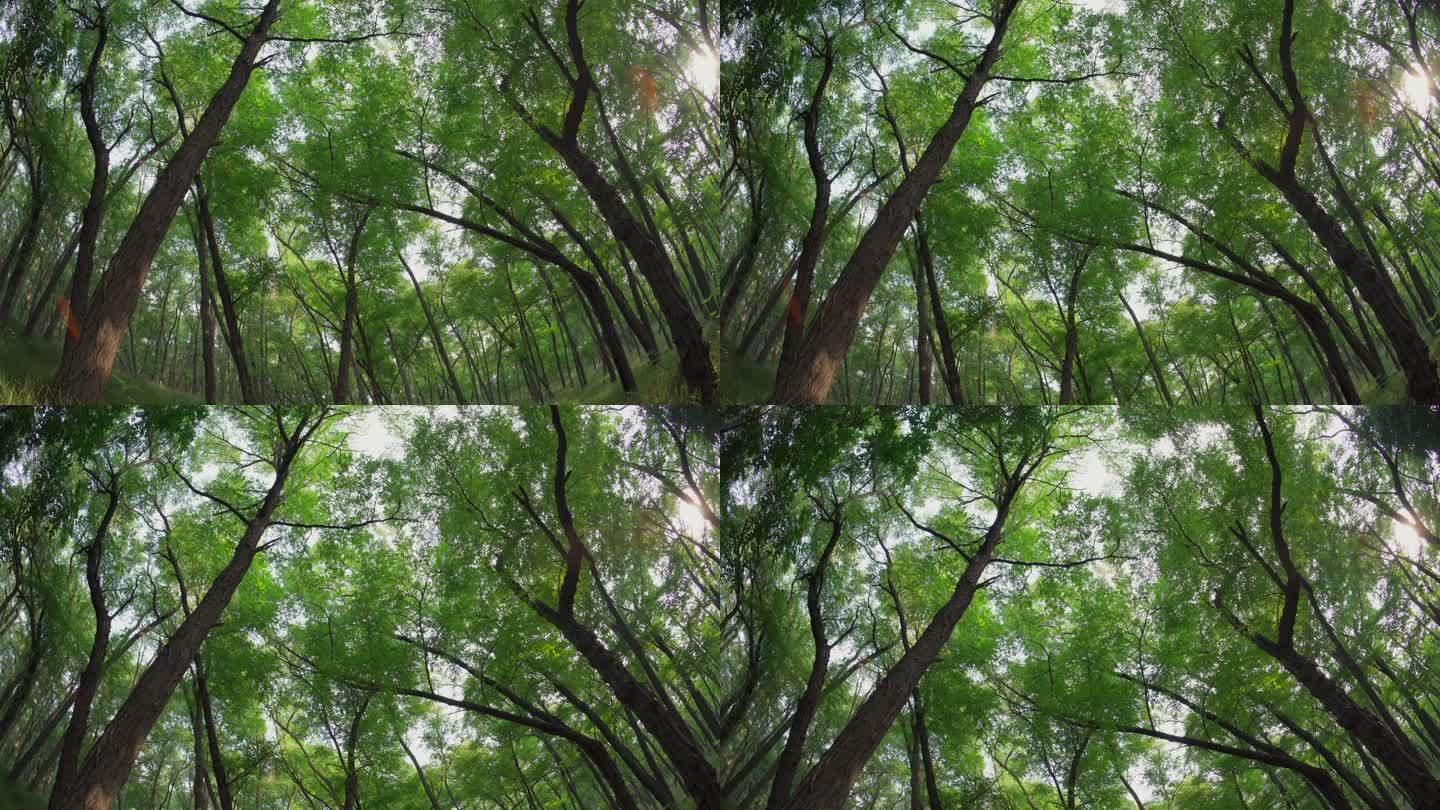 原始森林大树丨4K丨原创实拍