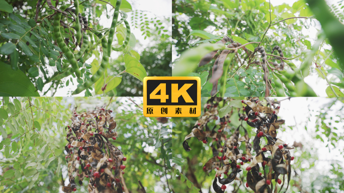 4K-红豆相思豆实拍素材