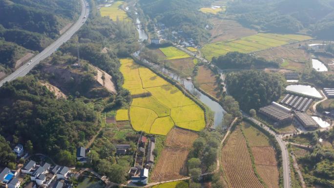 航拍信阳罗山县稻田艺术画