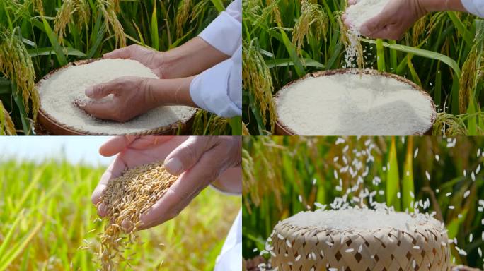 稻谷大米素材