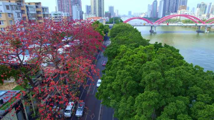 广州滨江路木棉花