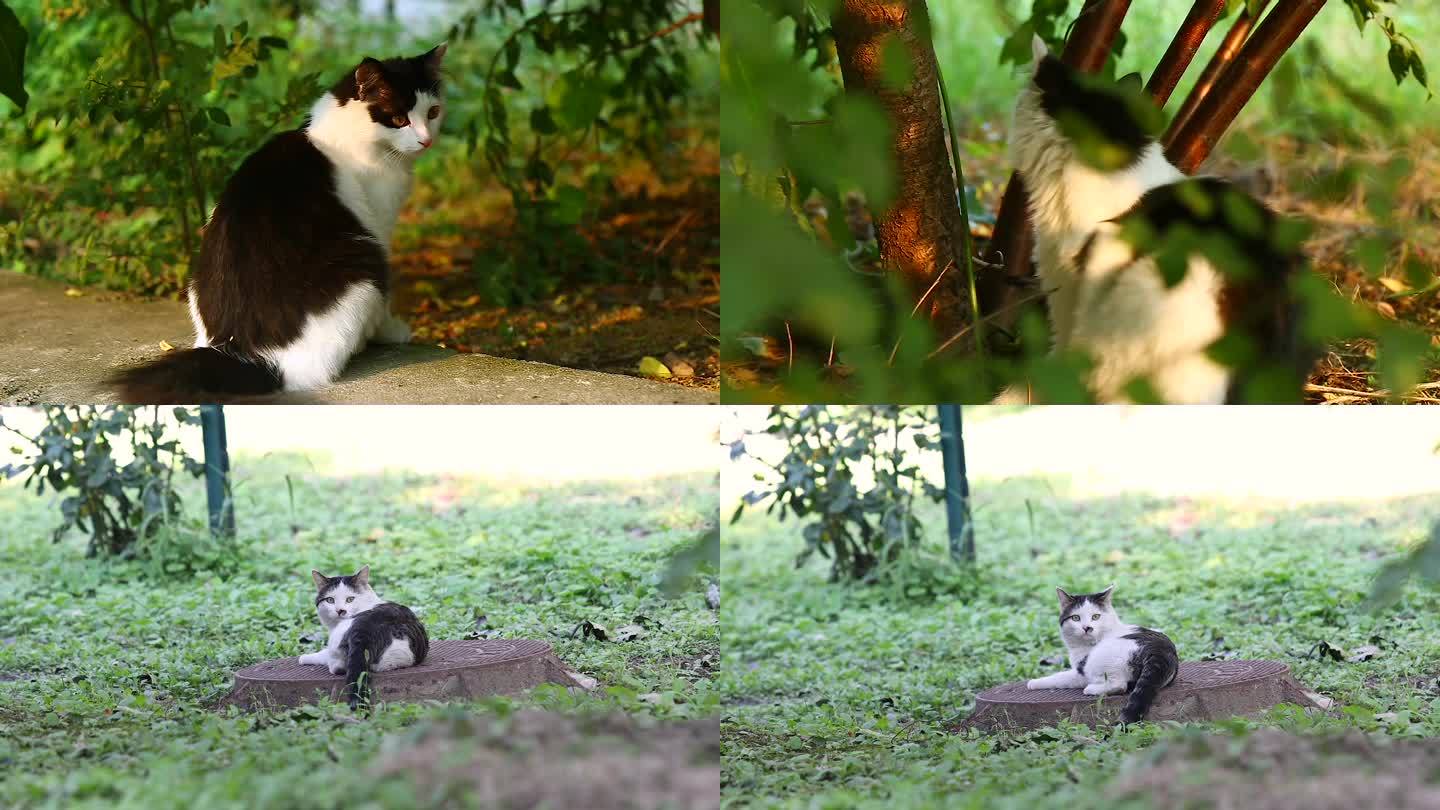 城市街头花园可爱的流浪猫 奶牛猫