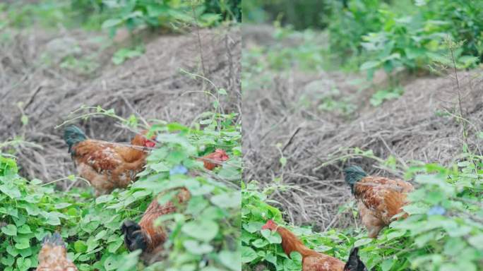 笨鸡山鸡散养鸡