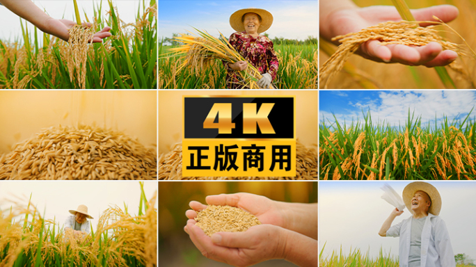 水稻农业丰收农民大米稻谷稻田播种乡村振兴