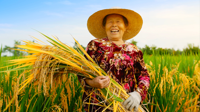 水稻农业丰收农民大米稻谷稻田播种乡村振兴