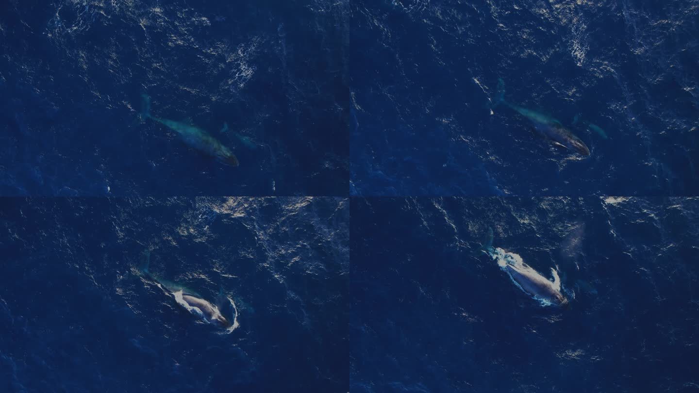 航拍浮出海面喷水的鲸鱼及鲸鱼宝宝