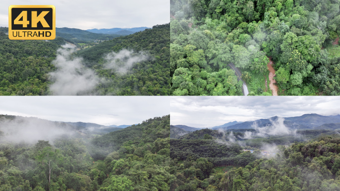 【4K】云层之下的热带雨林航拍