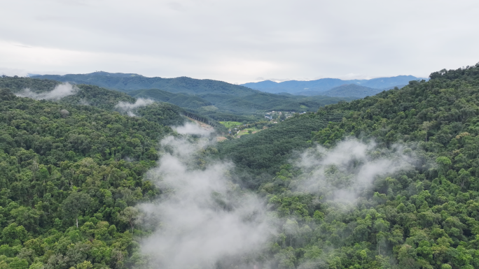 【4K】云层之下的热带雨林航拍