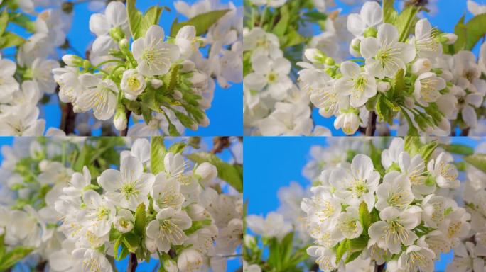 在蓝色背景上，一个甜美的樱花盛开、生长和旋转的4k时间间隔。盛开的白色小花。时间间隔为9:16。