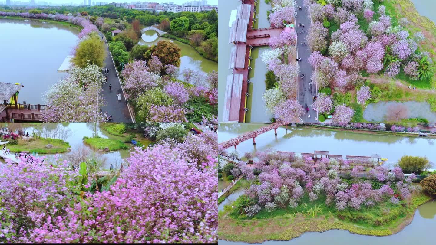 广州海珠湿地紫荆花航拍（一）