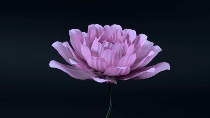 【C4D模型】美丽的花开放模型带动画材质
