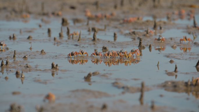 泰国南部萨顿省红树林地区的沙滩上，数千只士兵蟹。