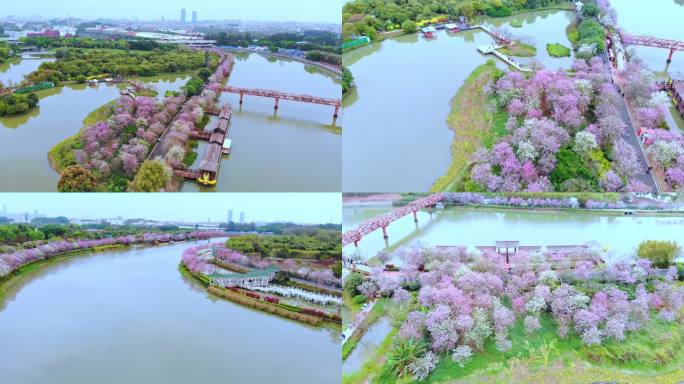 广州海珠湿地紫荆花航拍（二）