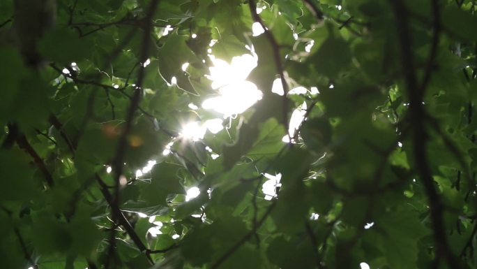 绿叶 绿树 太阳 天空 阳光 树荫