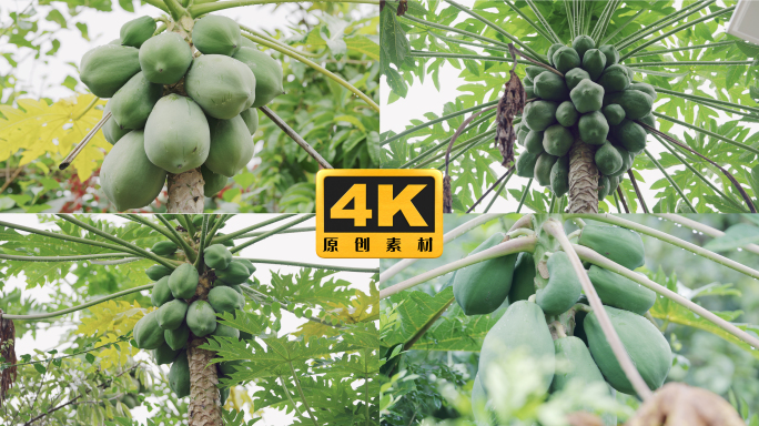 4K-木瓜种植、木瓜树实拍