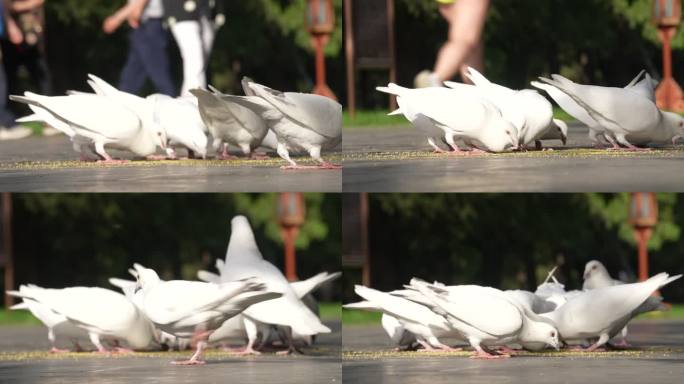 原创4k 白色鸽子吃食