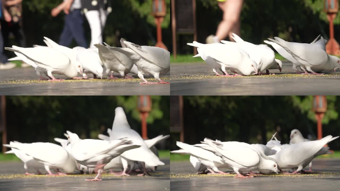 原创4k 白色鸽子吃食