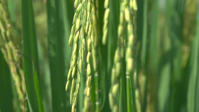 生长期嫩绿稻谷丨4K合集