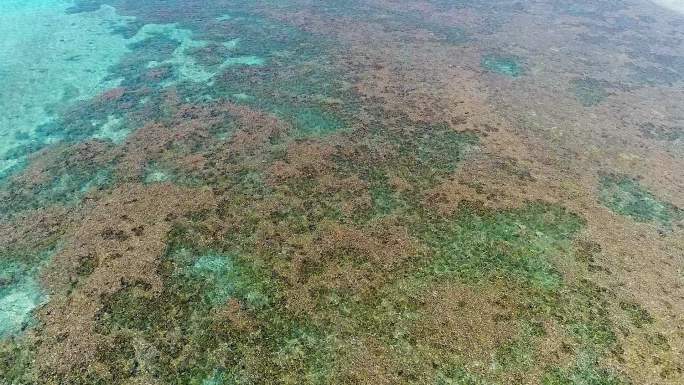 航拍南海清澈见底的大海珊瑚礁海洋生态