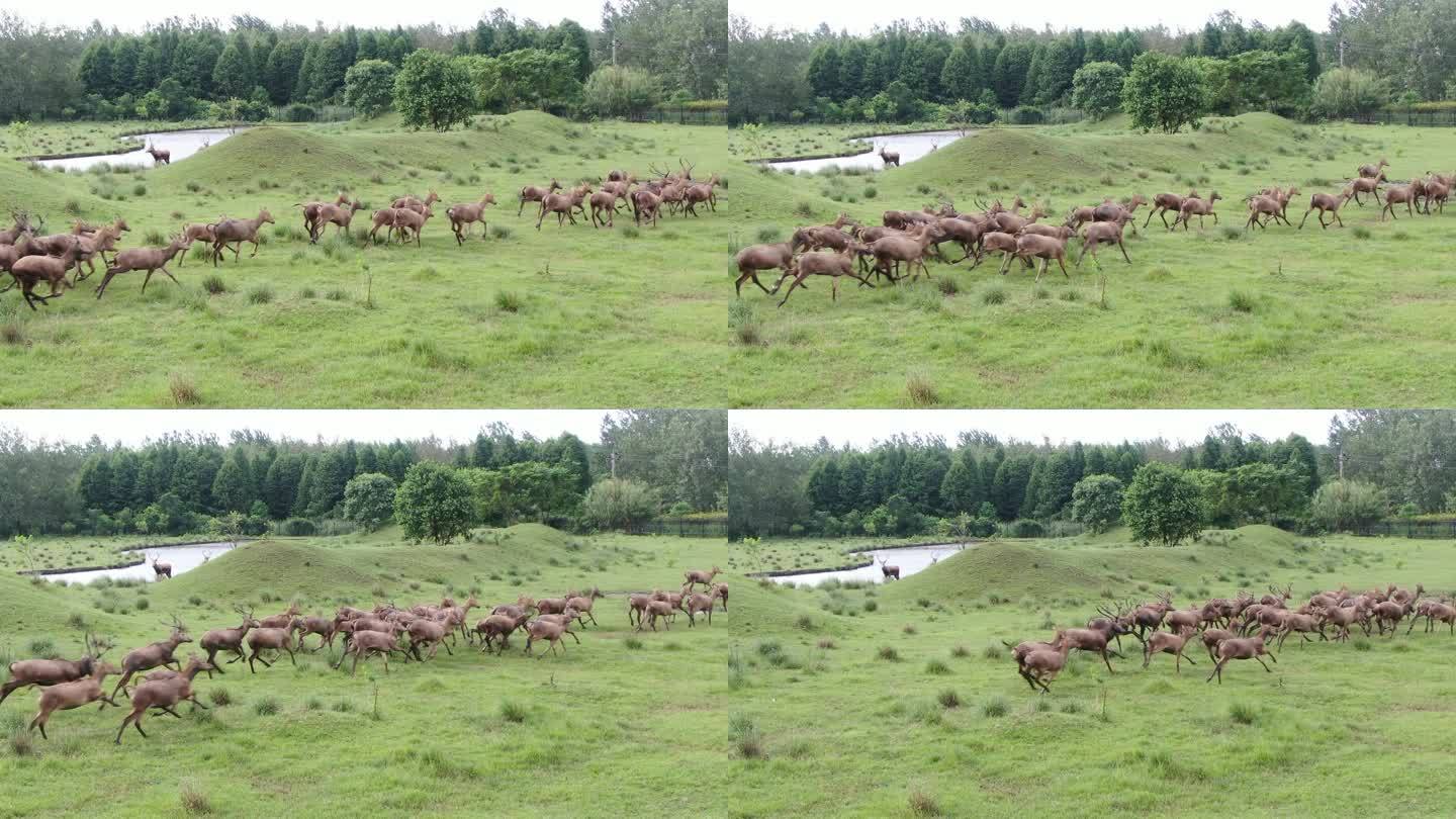 溱湖麋鹿园