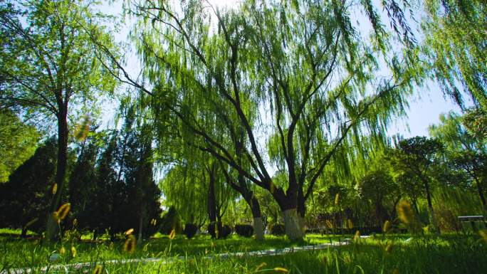 社区公园绿化-大柳树