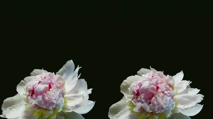 花中之相芍药花绽放时由玫红色变成粉白色
