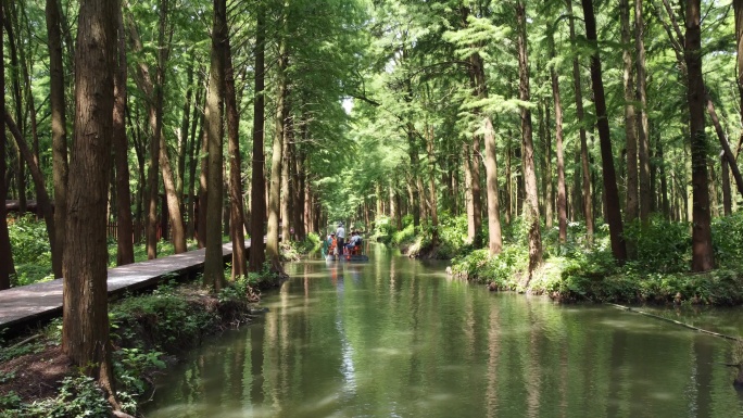 水上森林