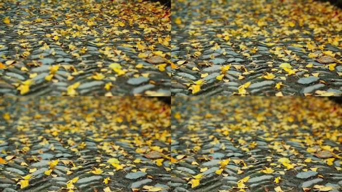 黄叶遍地的小巷