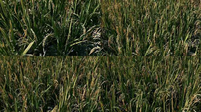 干旱导致水稻缺水实拍视频