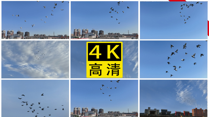 鸽子飞翔慢速高帧速率升格4K高清实拍