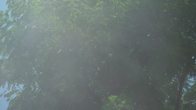 树林烟雾烟子丨4K丨原创实拍