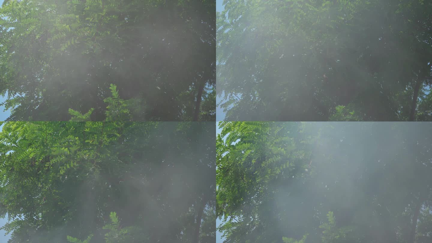 树林烟雾烟子丨4K丨原创实拍
