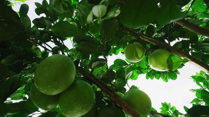 4K-泰国青皮红心柚种植，柚子树实拍